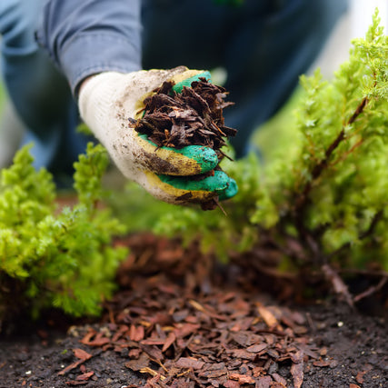 Lawn & Garden SuppliesA person wearing gloves spreads mulch around green plants in a garden. The scene conveys care and attention to gardening and plant health.